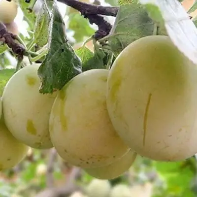 Слива УТРО в Лиде