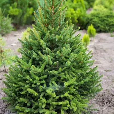 Ель КОМПАКТА обыкновенная в Лиде