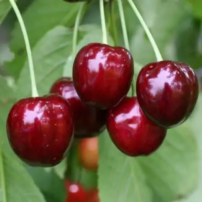 Черешня ВАЛЕРИЙ ЧКАЛОВ в Лиде