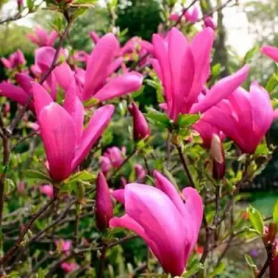 Магнолия СЬЮЗАН в Лиде