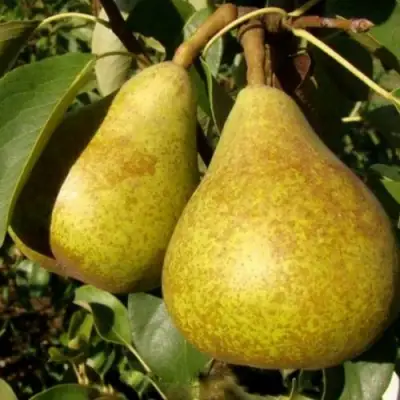 Груша ГЕНЕРАЛ ЛЕКЛЕРК в Лиде