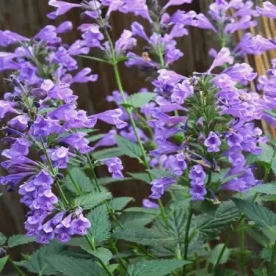 Котовник БЛЮ ДРИМС полусидячий в Лиде