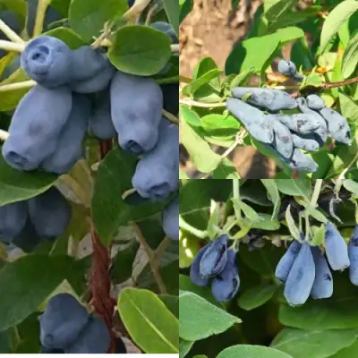 Комплект СЕВЕРНЫЕ ВИТАМИНЫ в Лиде