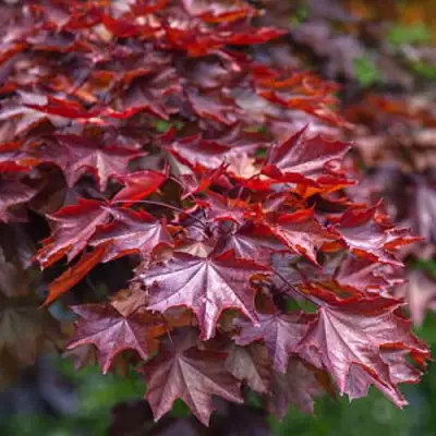 Клен КРИМСОН КИНГ остролистный в Лиде