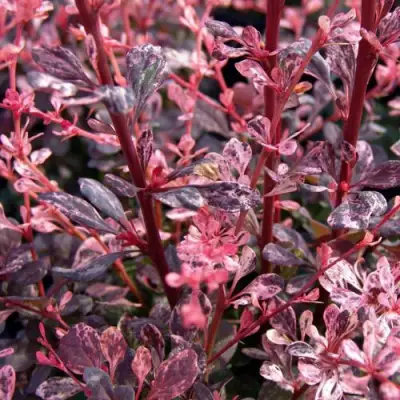 Барбарис АРЛЕКИН тунберга в Лиде