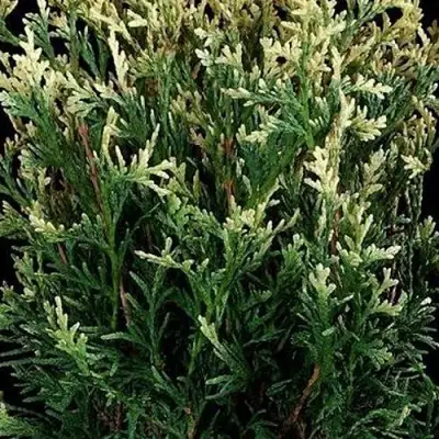 Туя ГОЛД ПЕРЛ западная в Лиде