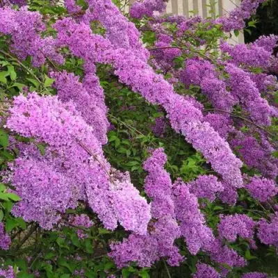 Сирень КИТАЙСКАЯ в Лиде