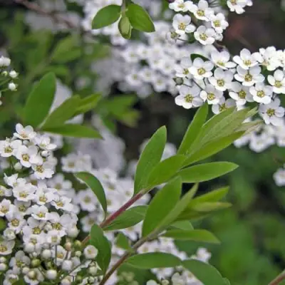 Спирея АРГУТА в Лиде