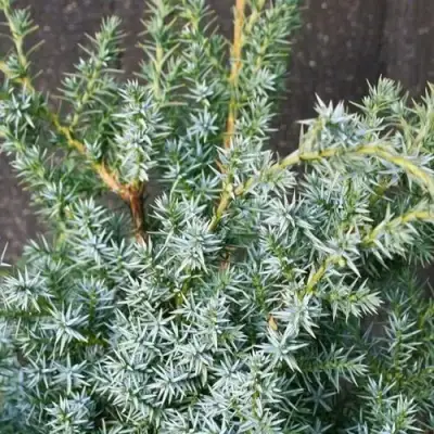 Можжевельник БЛЮ АЛЬПС китайский  в Лиде