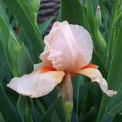 Ирис ПАТИ ДРЕСС бородатый в Лиде