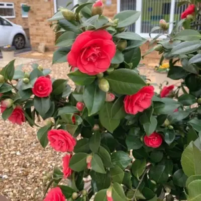 Камелия ЛЕДИ КЭМПБЕЛЛ в Лиде