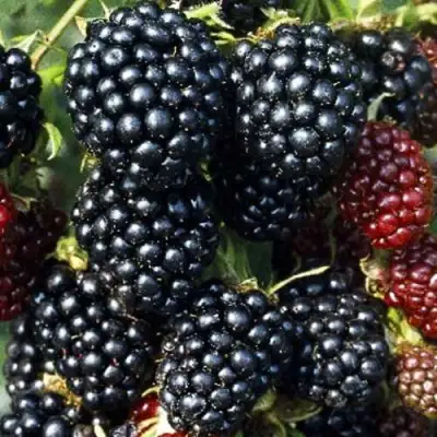 Ежевика ЭВЕРГРИН бесшипная  в Лиде