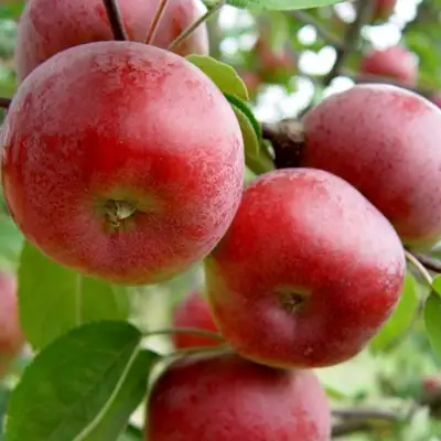 Яблоня ПОСПЕХ в Лиде