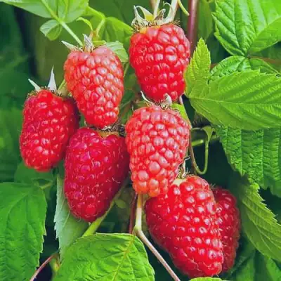 Малина МАРАСТАР в Лиде