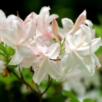 Азалия УАЙТ ЛАЙТС листопадная в Лиде