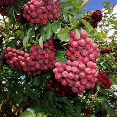 Рябина ТИТАН сладкоплодная  в Лиде