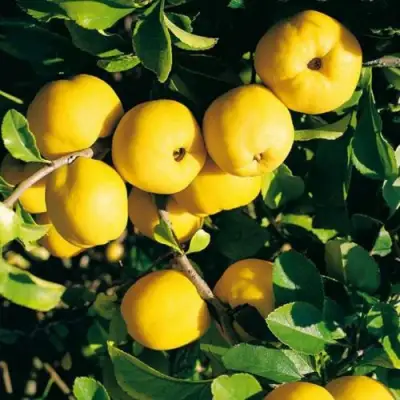 Айва ЦЕЗАРЬ в Лиде