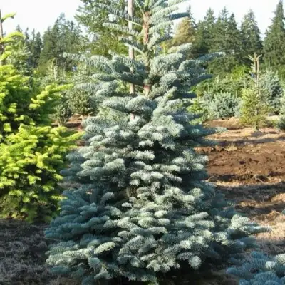 Пихта благородная в Лиде