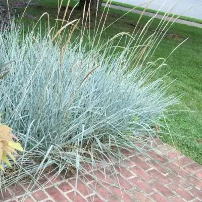 Элимус БЛЮ ДЮН песчаный в Лиде