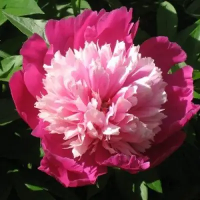 Пион КАПЛЯ РОСЫ травянистый в Лиде