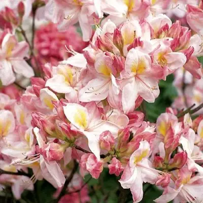 Азалия САТОМИ японская в Лиде