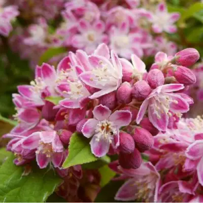 Дейция СТРОБЕРРИ ФИЛДС  в Лиде