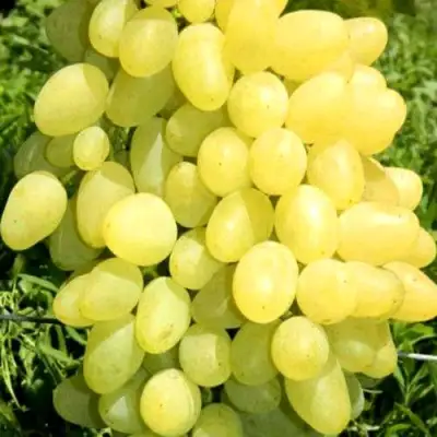 Виноград ЗАРНИЦА в Лиде