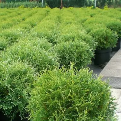 Туя ТИНИ ТИМ западная в Лиде