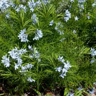 Амсония РЕСНИТЧАТАЯ в Лиде