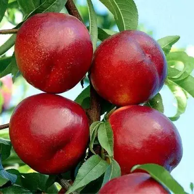 Нектарин БИГ-ТОП в Лиде