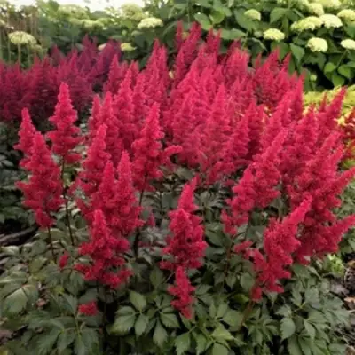 Астильба ФАНАЛ в Лиде