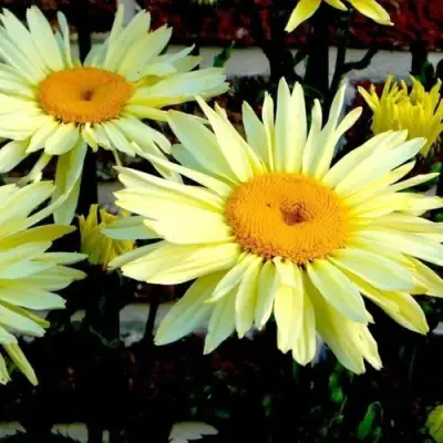 Нивяник БРОДВЕЙ ЛАЙТС великолепный в Лиде