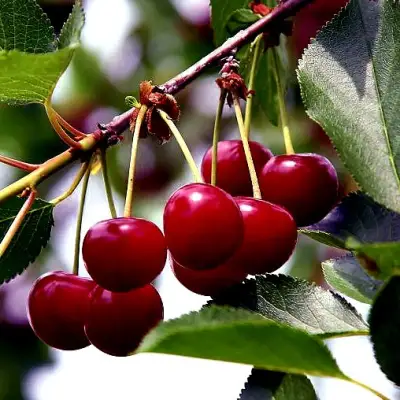 Вишня РИВАЛ в Лиде