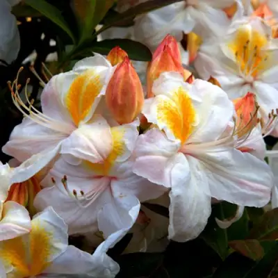 Азалия СИЛЬВЕР СЛИППЕР листопадная в Лиде