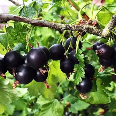 Йошта КРЫМСКАЯ в Лиде