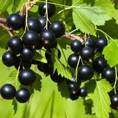 Смородина чёрная БЕЛОРУССКАЯ СЛАДКАЯ в Лиде
