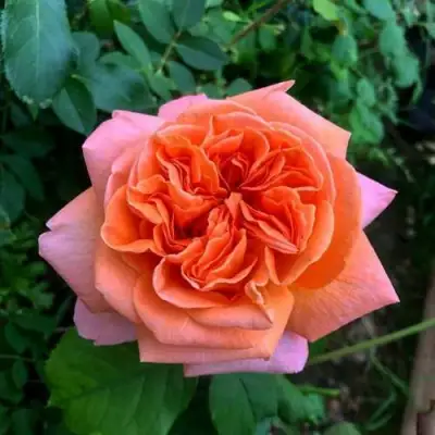 Роза РЕНЕ ГОССИНИ чайно-гибридная в Лиде