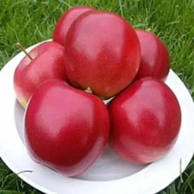 Яблоня СЯБРЫНА в Лиде