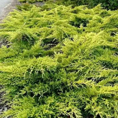 Можжевельник ОЛД ГОЛД средний в Лиде