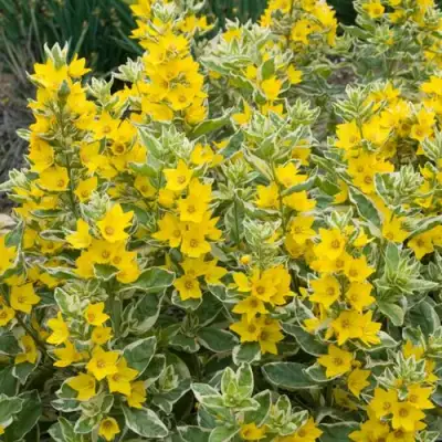 Вербейник АЛЕКСАНДР точечный в Лиде