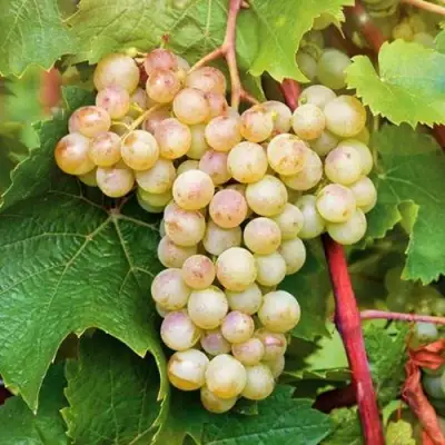 Виноград КРИСТАЛЛ в Лиде