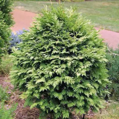 Туя ВАРЕАНА ЛЮТЕСЦЕНС западная в Лиде