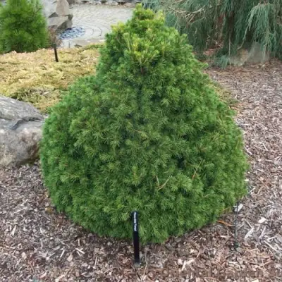 Ель ТОМПА обыкновенная в Лиде