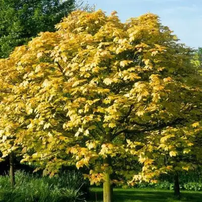 Клен ложноплатановый в Лиде