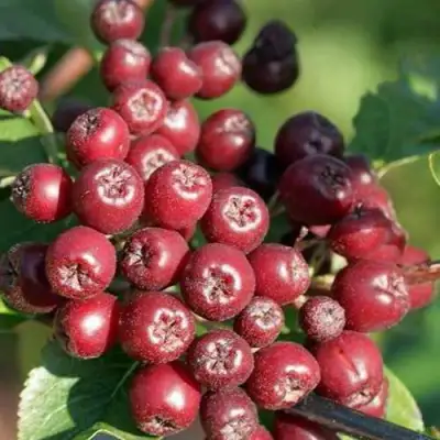 Рябина БУРКА сладкоплодная в Лиде