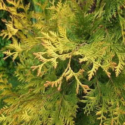 Туя ГОЛДЕН БРАБАНТ западная в Лиде