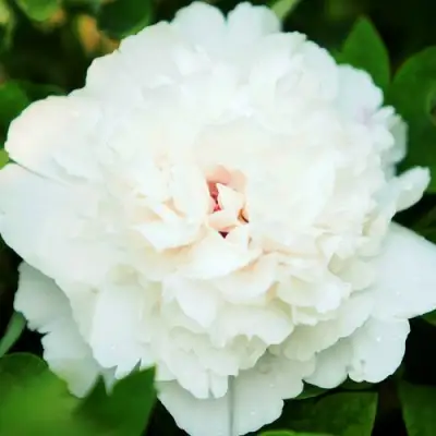 Пион СНЕЖНАЯ КРЕПОСТЬ древовидный в Лиде