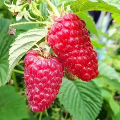 Малина ПШЕХИБА в Лиде