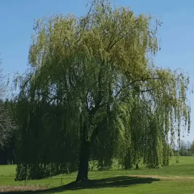 Ива белая в Лиде