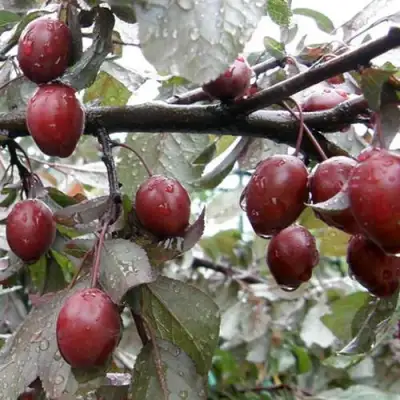 Слива НИГРА растопыреная в Лиде